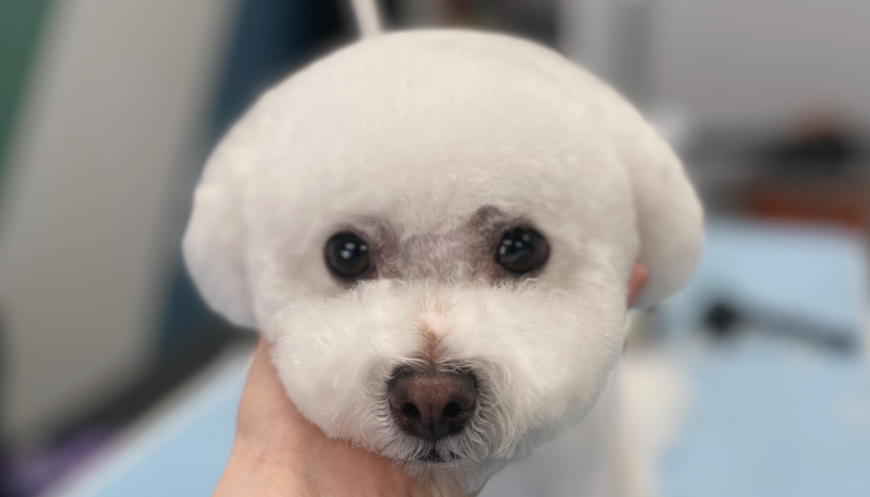 Good Boys Dog Grooming