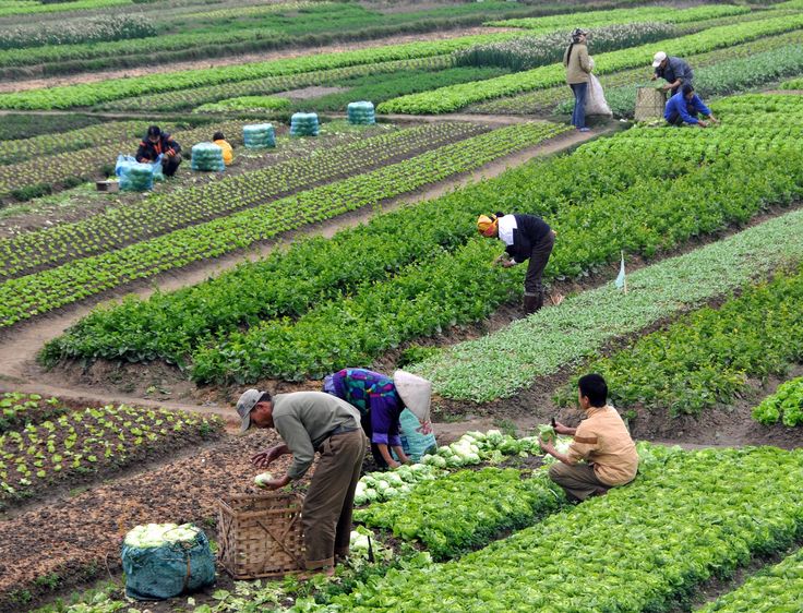 Agriculture & Rural Development