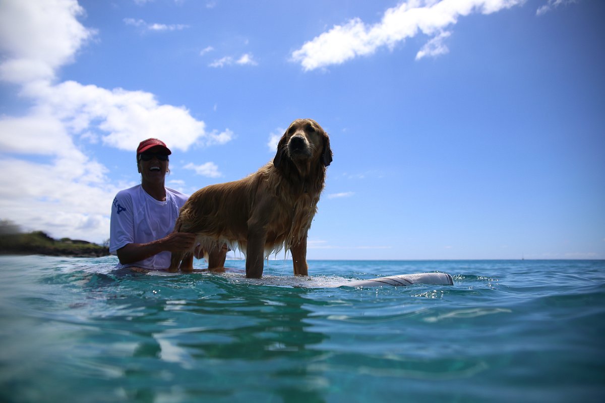 Sunset Suzy SurfCamp