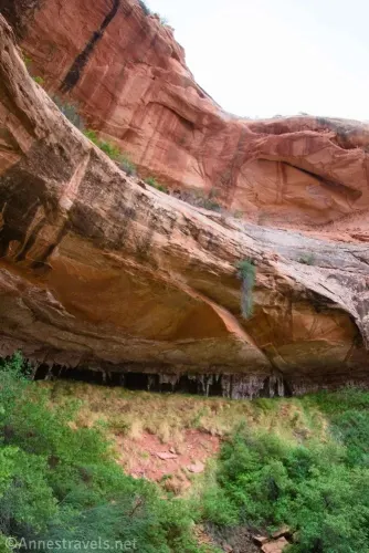 An alcove under a slickrock roof with green trees below