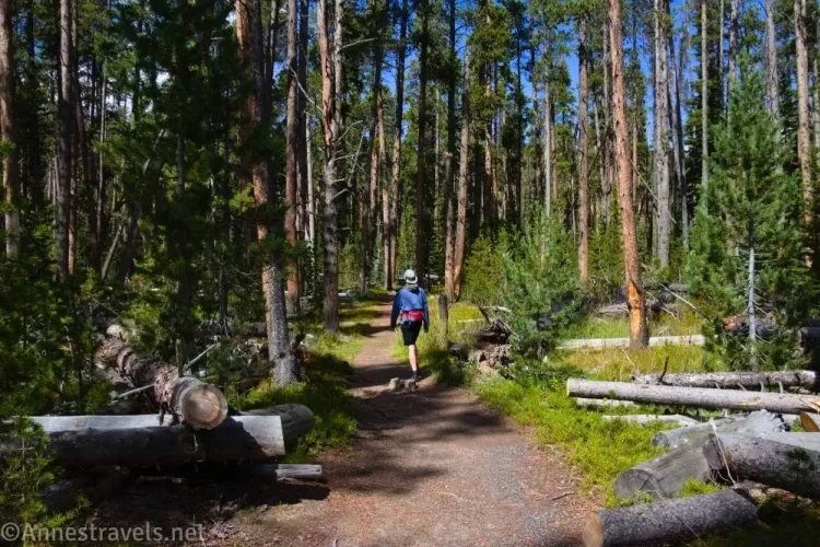A hiker on a trail in the forest with lots of dead trees on the ground