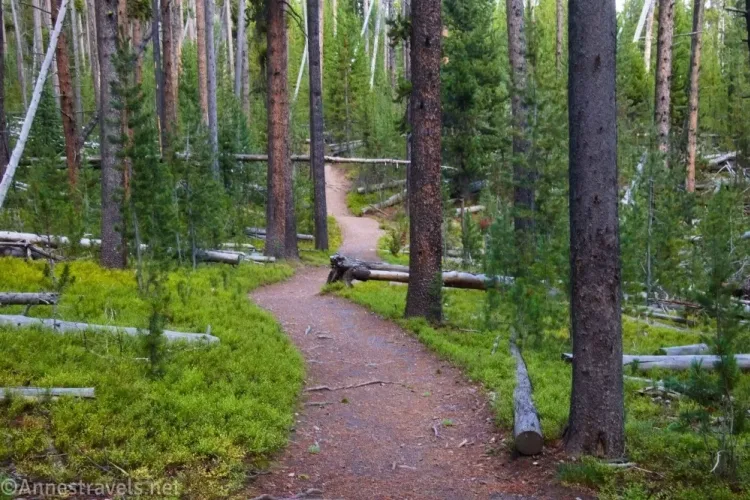 A fir forest with a trail snaking through it