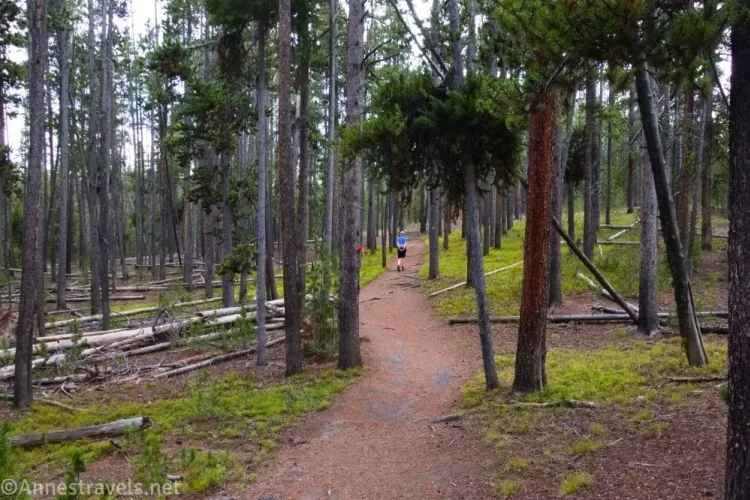 A hiker on a path in a forest with lots of dead trees on the ground