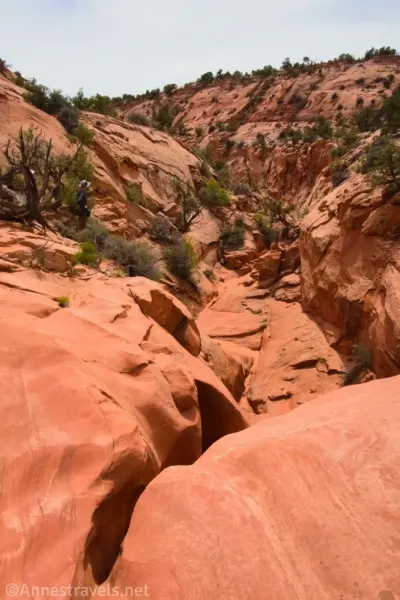 A very rugged orange desert canyon with a few scrubby trees 
