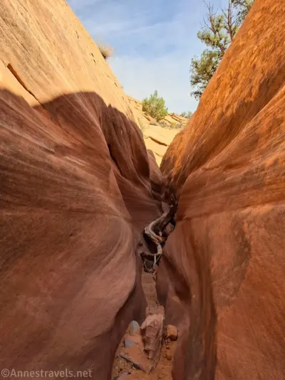 A juniper branch in the shadow of a narrow slot canyon