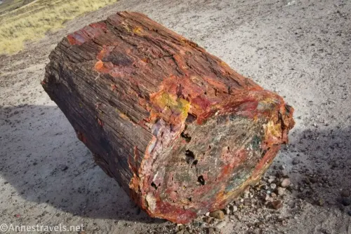 A colorful log of petrified wood on gravel 