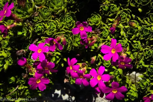 Pink Sierra primrose flowers with yellow centers and with green foliage around them