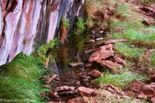 Reflections in a puddle of water surrounded by rocks and grass