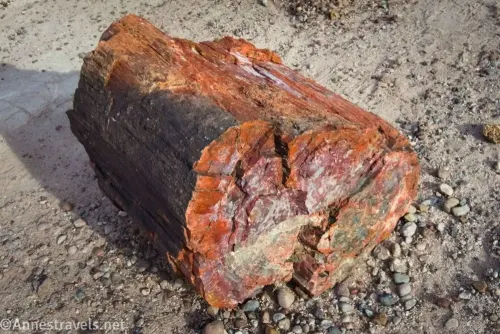 One of the Giant Logs is very colorful on gravel