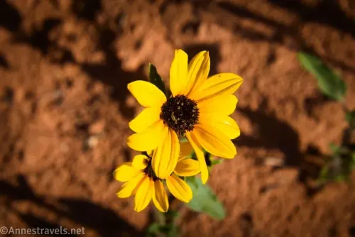A desert sunflower with yellow petals and a brown middle