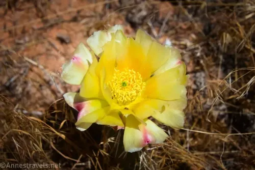A yellow cactus bloom