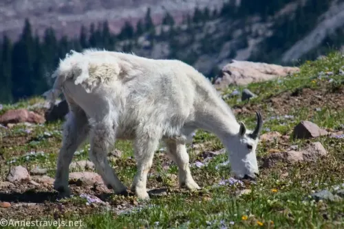 A mountain goat to illustrate Third Burroughs Mountain in Mount Rainier National Park 