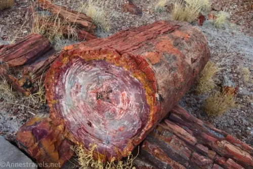 A petrified log with a red outside and purple inside leaning on another petrified log