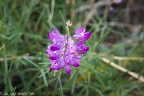 A purple multi-petaled flower with green grass around