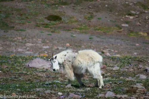 A mountain goat looking behind itself and scowling on Third Burroughs Mountain in Mount Rainier National Park 