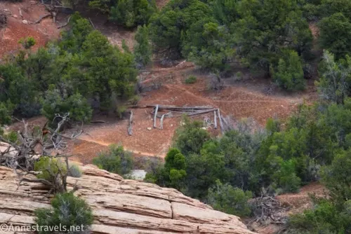 Logs from an old cabin on the ground surrounded by desert trees