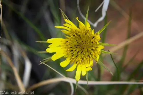 A yellow flower surrounded by desert grass