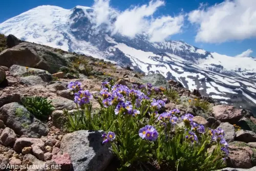 Pretty purple flowers with yellow centers between rocks on Third Burroughs Mountain with Mount Rainier and its snow in the background with clouds 