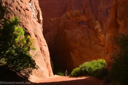 A hiker in the sandy wash beside bushes and below towering canyon walls