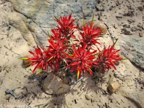 Red paintbrush flowers against the white rock and sand of the desert 