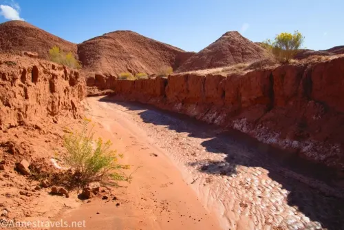 A muddy wash with red walls, two bushes, and red badland hills