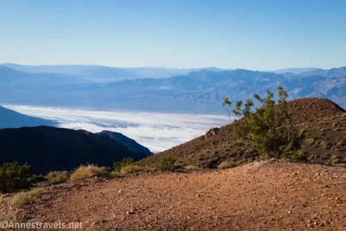 A bush along the Dante's View Trail with salt flats in the valley and desert mountains in the distance 