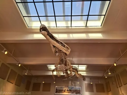 A dinosaur skeleton hanging from the ceiling beneath two skylights 