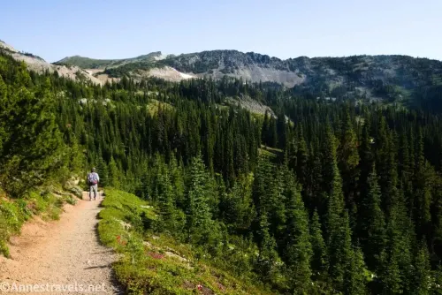 A hiker on a trail surrounded by forest and meadows with views of a mountain ridge on the way to First Burroughs Mountain in Mount Rainier National Park 