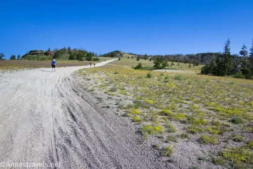 Hikers on a gravel road between meadows with yellow wildflowers