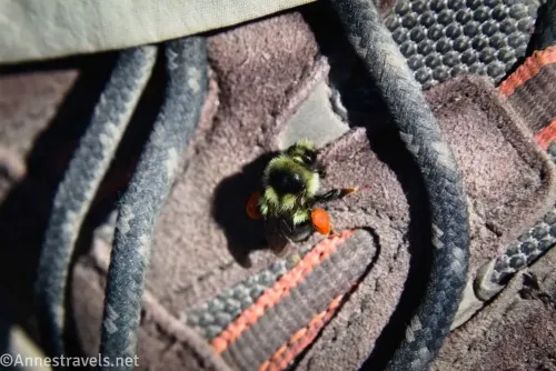 A black and yellow bumblebee with an orange pollen sack on a brown and orange hiking boot