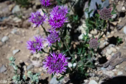 Purple coyote mint flowers