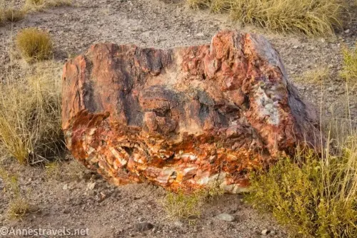 Colorful piece of petrified wood among grass and gravel 