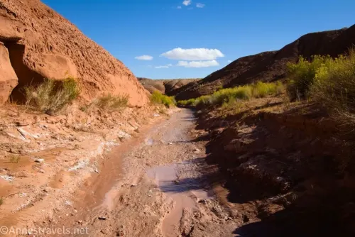 Water in the creekbed with red badland walls on the left and a brushy bank on the right