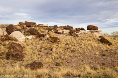 Petrified wood and rocks scattered over a hill with yellow grass