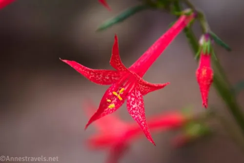 A red, five-petaled flower with yellow center