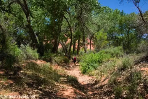 Trees above bushes and a sandy wash