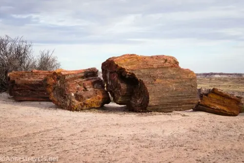 Four pieces of petrified wood on dirt with gray sky beyond