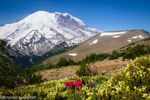 Pink and yellow wildflowers in front of meadows in front of snowy Mount Rainier on First Burroughs Mountain in Mount Rainier National Park 