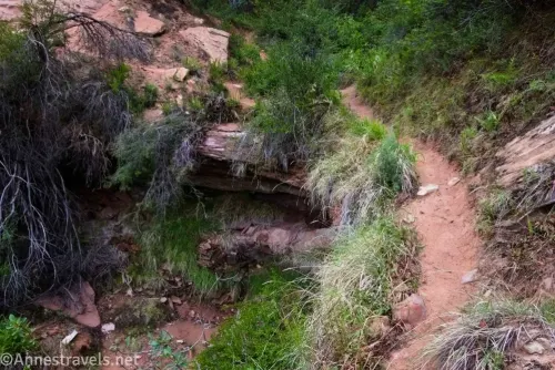 A small path on the edge of a desert stream among brushy desert plants