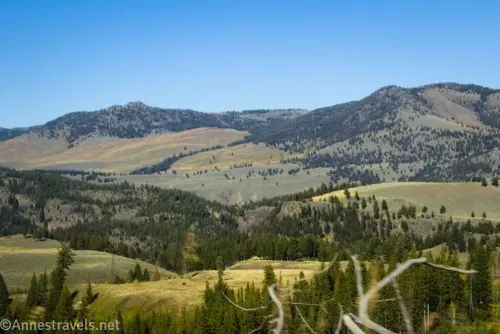 Grassy meadows, stands of green pine trees, and mountains against the sky 