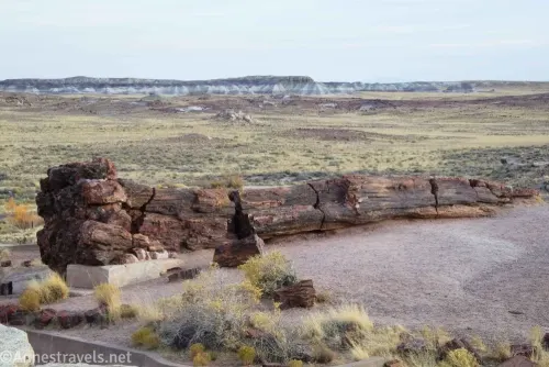 A long piece of petrified wood with roots still attached with grasslands and badlands in the distance 