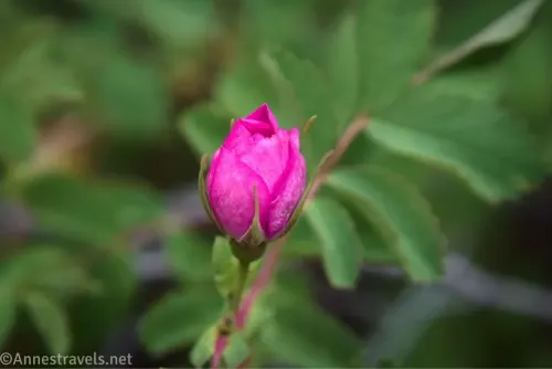 Small, pink rosebud with leaves around it