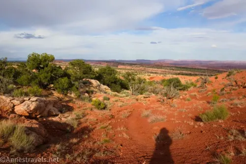 A shadow on a red path beside green stunted trees 
