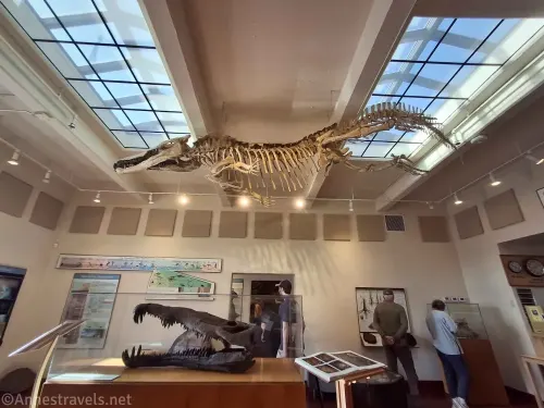 Dinosaur skeletons in the Rainbow Forest Museum in Petrified Forest National Park, Arizona