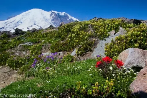 Wildflowers and rocks with a snowy Mount Rainier in the background on Second Burroughs Mountain in Mount Rainier National Park