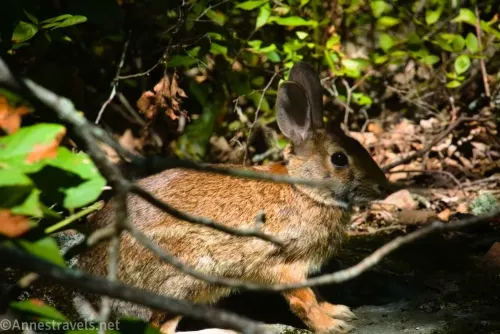 Rabbit in the forest