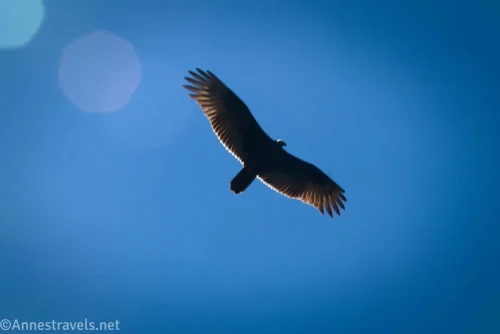 A turkey vulture flying against a blue sky