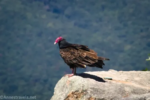 Turkey vulture on the Tinker Cliffs, Virginia