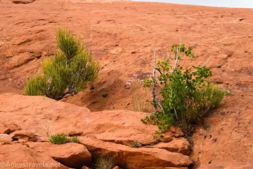 Two Mormon tea bushes in the slickrock 