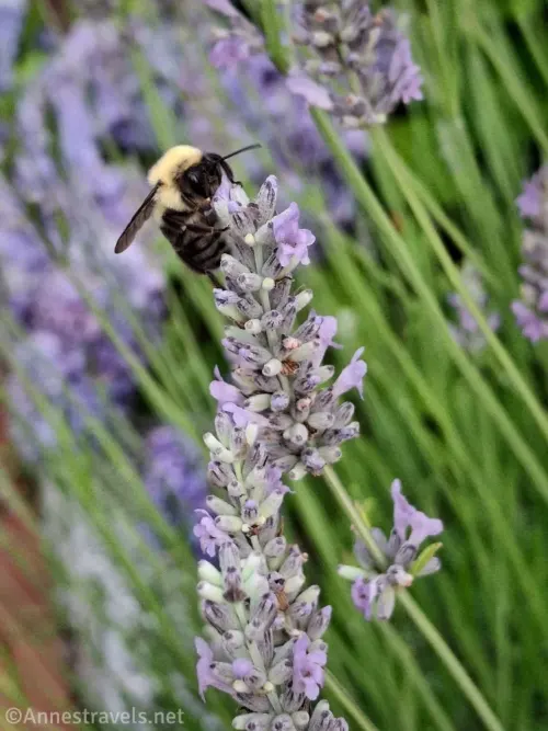 A bee on purple lavender